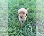 Litter of 8 - Male(s) and Female(s) Golden RetrieverLitter of Puppies for Sale - Photo #7