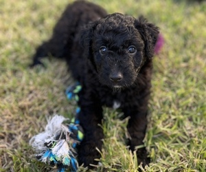 Aussiedoodle Puppy for sale in PINEHURST, TX, USA