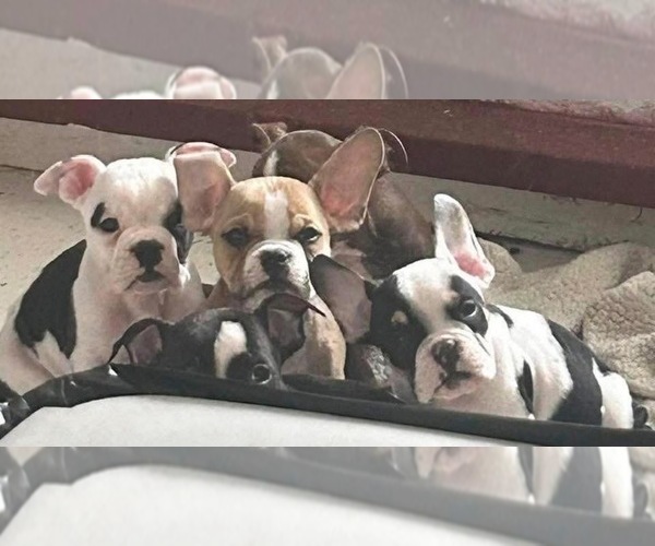 Medium Photo #1 American Bully Puppy For Sale in JANESVILLE, WI, USA