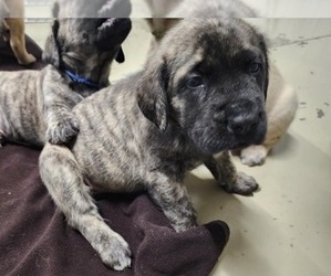 Mastiff Puppy for sale in OTTAWA, KS, USA
