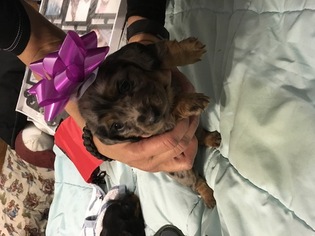 Dachshund Puppy for sale in PUEBLO, CO, USA