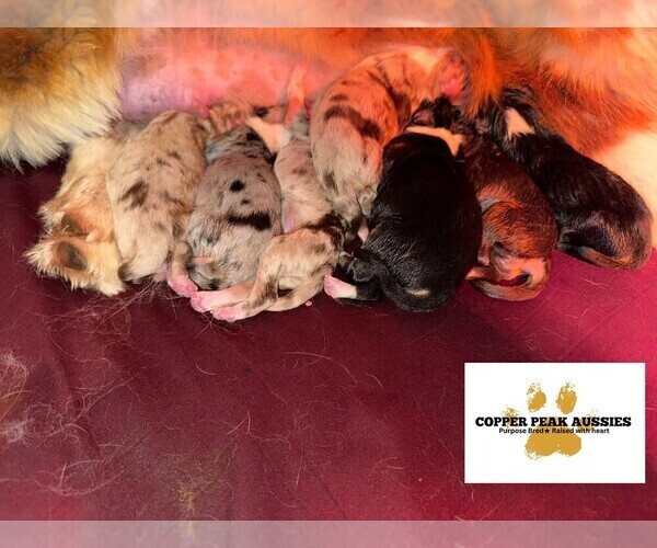 Medium Photo #1 Australian Shepherd Puppy For Sale in MODESTO, CA, USA