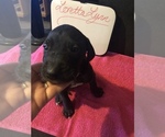 Small Photo #22 Great Dane Puppy For Sale in MINERAL WELLS, TX, USA