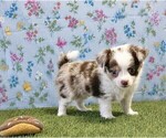 Small #8 Chihuahua