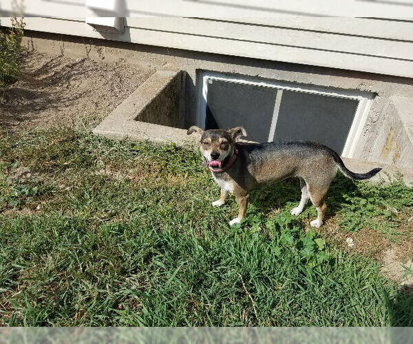 Medium Photo #4 Chihuahua-Unknown Mix Puppy For Sale in Salt Lake City, UT, USA