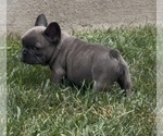 Small Photo #37 French Bulldog Puppy For Sale in SUSSEX, WI, USA