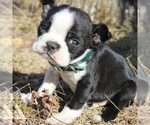 Small Photo #1 Boston Terrier Puppy For Sale in HUGHESVILLE, MD, USA