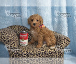 Small Photo #21 Poodle (Toy) Puppy For Sale in SANGER, TX, USA