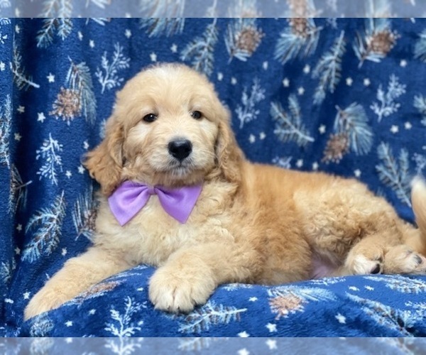 Medium Photo #5 Double Doodle Puppy For Sale in LAKELAND, FL, USA
