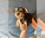 Small Photo #2 Yorkshire Terrier Puppy For Sale in AMSTERDAM, MO, USA
