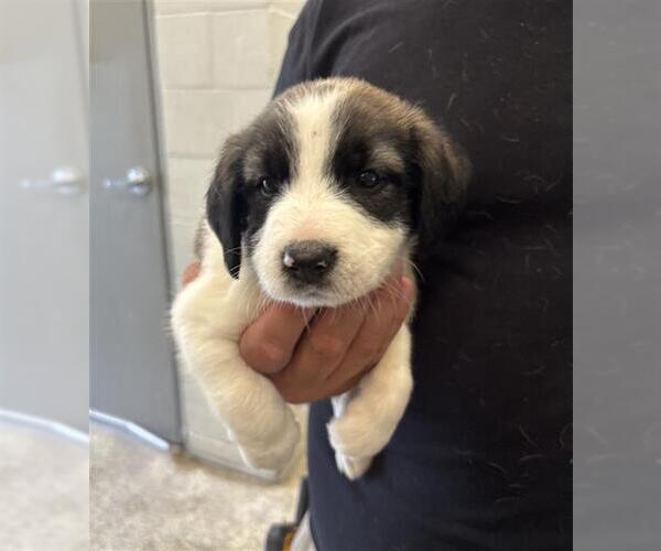 Medium Photo #1 Mutt Puppy For Sale in Rosenberg, TX, USA