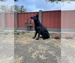 Small #44 German Shepherd Dog