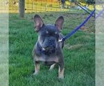 Small #1 French Bulldog
