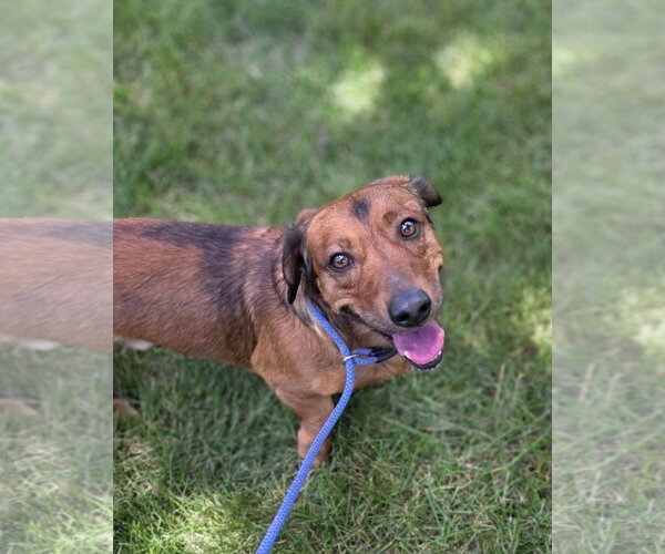 Medium Photo #2 Bagle Hound Puppy For Sale in Brookville, OH, USA