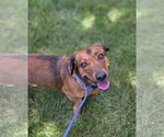 Small #1 Bagle Hound