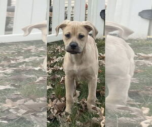 Labrottie Dogs for adoption in MIDWAY, UT, USA