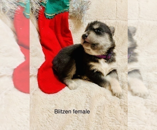 Medium Photo #7 Siberian Husky Puppy For Sale in WASHBURN, WI, USA