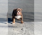 Small Photo #3 Bulldog Puppy For Sale in ONTARIO, CA, USA