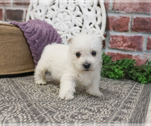 Medium Photo #6 West Highland White Terrier Puppy For Sale in SYRACUSE, IN, USA