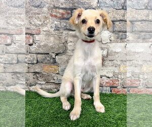 Maltese-Unknown Mix Dogs for adoption in Corona, CA, USA