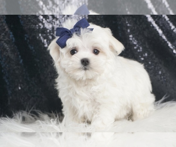 Medium Photo #7 Maltese Puppy For Sale in WARSAW, IN, USA
