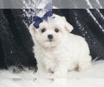 Small Photo #37 Maltese Puppy For Sale in WARSAW, IN, USA