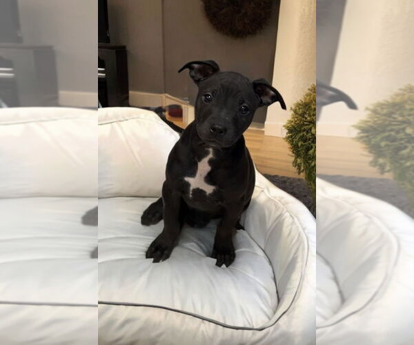 Medium Photo #1 Chihuahua-Chinese Shar-Pei Mix Puppy For Sale in Phoenix, AZ, USA