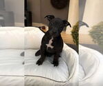 Small Chihuahua-Chinese Shar-Pei Mix
