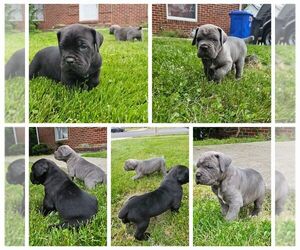 Cane Corso Puppy for Sale in WINDSOR MILL, Maryland USA