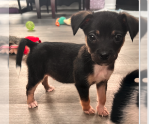 Chihuahua-Unknown Mix Dogs for adoption in Plainfield, IL, USA