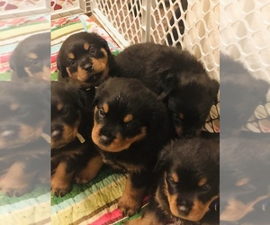 Rottweiler Puppy for sale in BOULDER, CO, USA