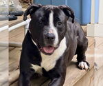 Small American Staffordshire Terrier