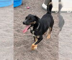 Small #11 Rottweiler Mix