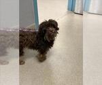*WILLIAM - Male Mutt Dog for Adoption - Small photo