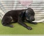Small #2 American Pit Bull Terrier-Labrador Retriever Mix