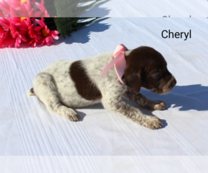 German Shorthaired Pointer Puppy for sale in RAGERSVILLE, OH, USA