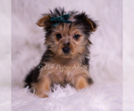 Puppy Jessie Yorkshire Terrier