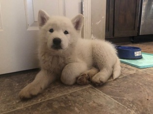 Samoyed-Siberian Husky Mix Puppy for sale in TONGANOXIE, KS, USA