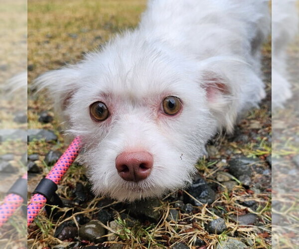 Medium Photo #2 Mutt Puppy For Sale in Olalla, WA, USA