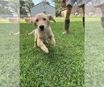 Small Photo #8 Golden Retriever Puppy For Sale in PEGGS, OK, USA