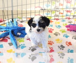 Havanese Puppy for sale in ORO VALLEY, AZ, USA