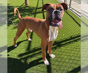 Boxer Dogs for adoption in Modesto, CA, USA