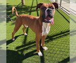 OTIS - Male Boxer Dog for Adoption - Small photo
