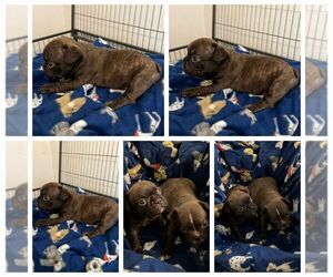 French Bulldog Puppy for sale in N CHESTERFLD, VA, USA