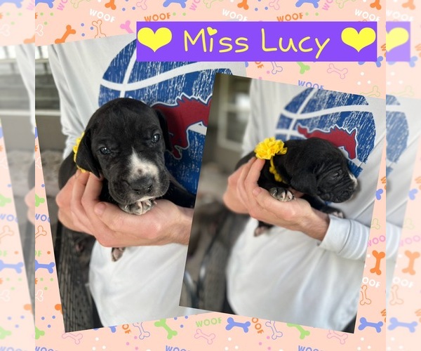 Medium Photo #1 Great Dane Puppy For Sale in AMARILLO, TX, USA