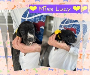Great Dane Puppy for Sale in AMARILLO, Texas USA
