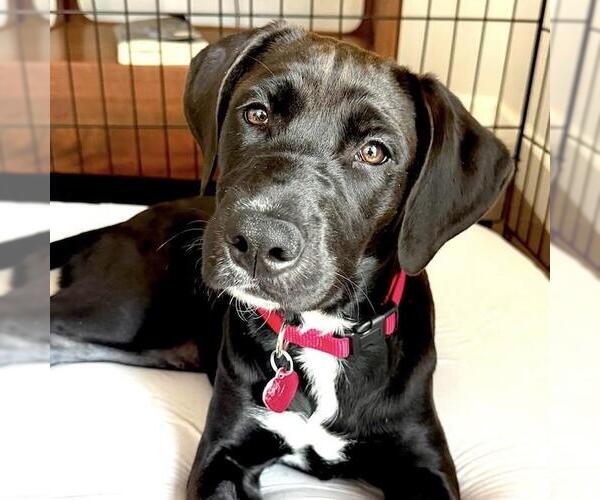 Medium Photo #6 Labrador Retriever-Unknown Mix Puppy For Sale in San Diego, CA, USA