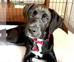Small #5 Labrador Retriever Mix