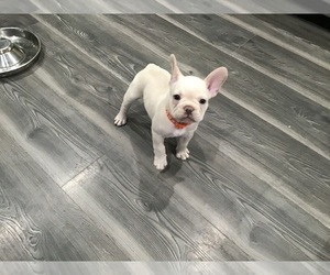 French Bulldog Puppy for Sale in NEW ORLEANS, Louisiana USA