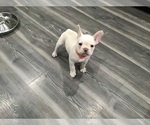 Small French Bulldog